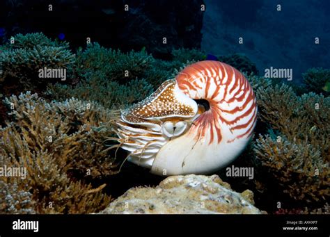 A Chambered Nautilus Nautilus Pompilius Swimming Along A Coral Reef In