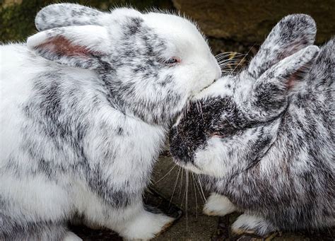 Two Bunnies Kissing Stock Photos Pictures And Royalty Free Images Istock