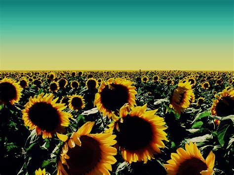 sunflower wallpaper desktop   world
