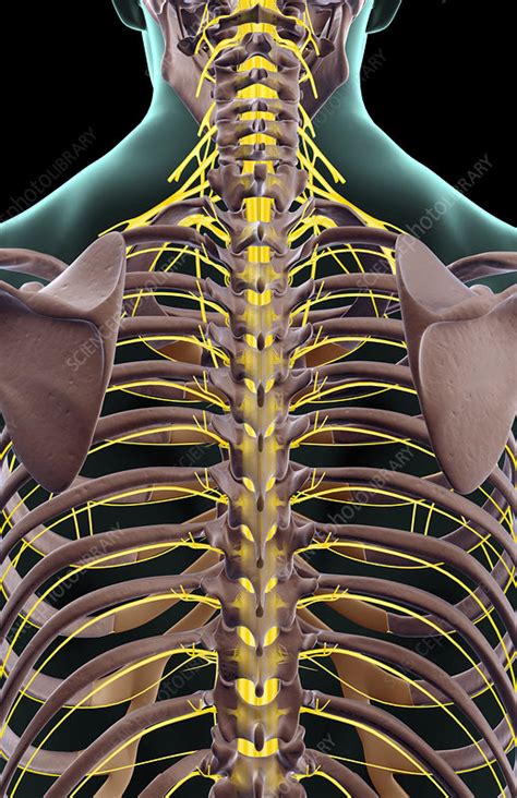 The Nerves Of The Lower Back Stock Image F0016875 Science Photo
