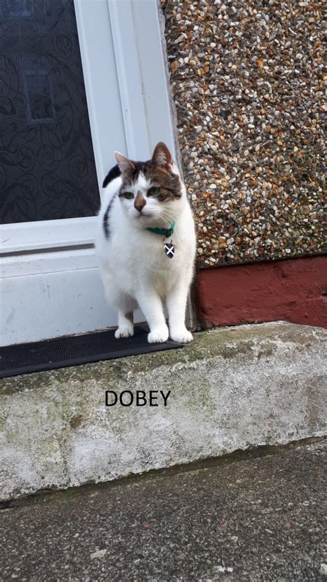 Dobey Whinnybank Cat Sanctuary