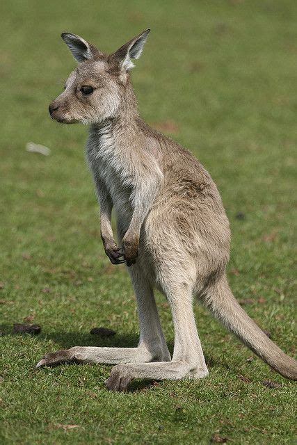 Baby Kangaroo Baby Kangaroo Flickr Photo Sharing Awwdorable