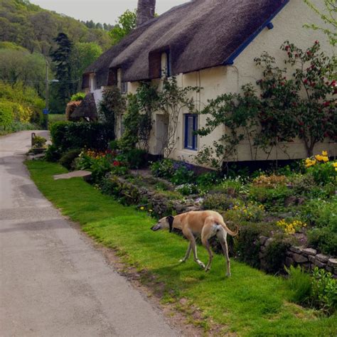 Our Top 10 Luxury Dog Friendly Cottages The Best Of Exmoor