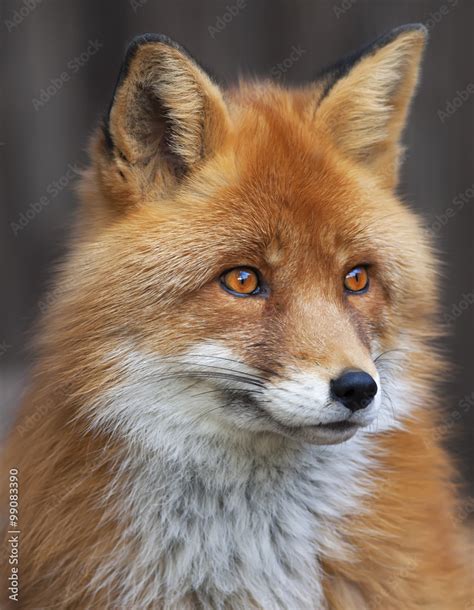 Portrait Of A Red Fox Male Vulpes Vulpes The Head A Beautiful Forest