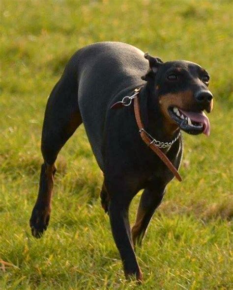 Manchester Terrier Dog Breed Information Pictures Characteristics