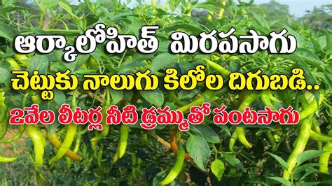ఆర్కాలోహిత్ మిరపసాగు Chilli Cultivation Seeds And Planting