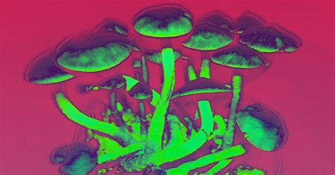 Meet The Woman Who Wants To Sell Psychedelic Drugs To Scientists