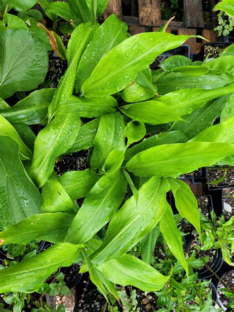 Myoga Ginger Japanese Ginger Zingiber Mioga Live Plant in 4 - Etsy