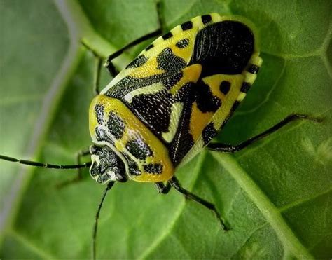 Maycintadamayantixibb Yellow And Black Beetle With Pincers