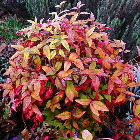 Small Shrubs With Red Leaves Okejely Garden Plant