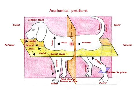 Distal Vs Proximal Anatomy Anatomical Charts And Posters