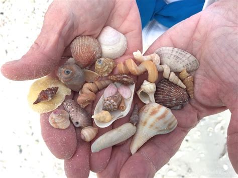 Meeting Friends And Collecting Seashells I Love Shelling