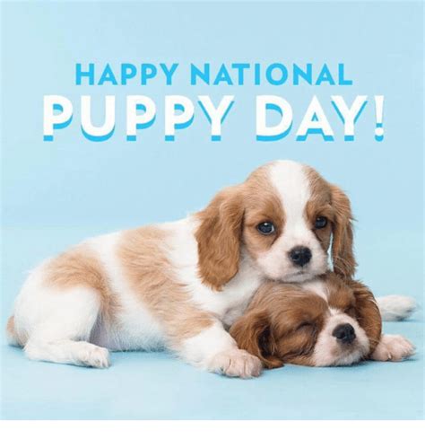 June 5, 2021 31 days 9 hours. HAPPY NATIONAL PUPPY DAY! | Meme on ME.ME