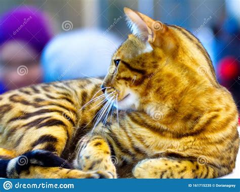 A Lying Cute Ginger Cat Close Up Stock Image Image Of Purebred