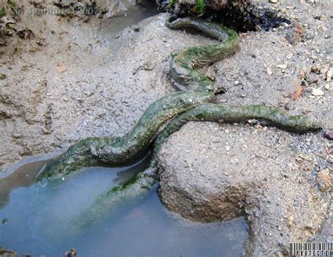Welcome — Elephant trunk snake facts?