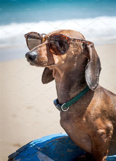 Dachshund Dog Wearing Sunglasses On ~ Animal Photos