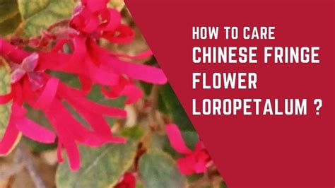 How To Care Chinese Fringeloropetalum Flower Plant Care