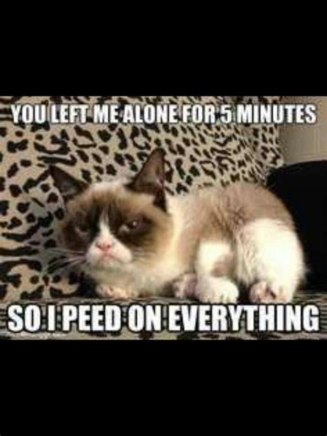 Grumpy Cat Poems