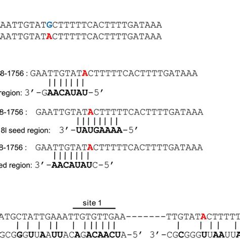 MiRNA Binding Sequences In The SERPINE1 3 9 UTR Region The 3 9 UTR