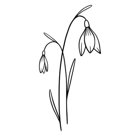 Drawing Of Snowdrops Illustrations Royalty Free Vector Graphics And Clip