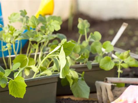 How To Grow Cucumbers In Raised Beds