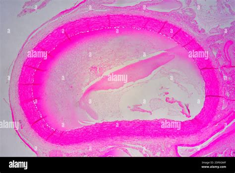 Arteriole Blood Vessel Optical Microscope X40 Stock Photo Alamy
