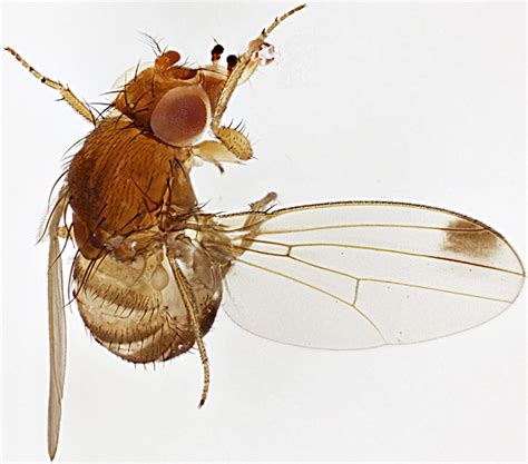 Spotted Wing Drosophila British Science Week 2017 Quekett