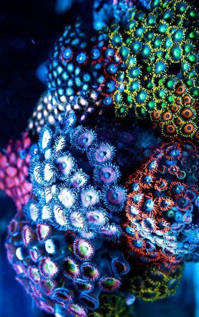 Pin By Meera🦋🦋 On Water Underwater Flowers Beneath The Sea Ocean