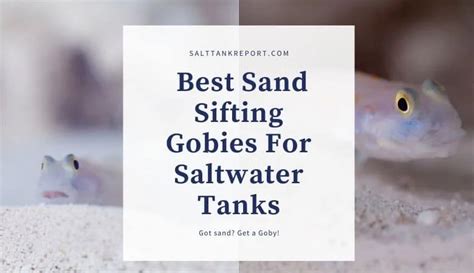 Best Sand Sifting Goby For Saltwater Tanks
