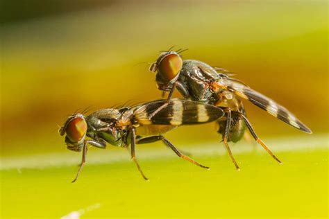Semen Seems To Help Female Fruit Flies Remember Things Better New