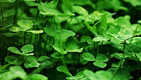 Encouraging Clover In Your Lawn My Green Montgomery My Green Montgomery