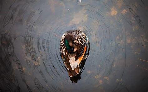 Animals Water Lake Duck Swim To Swim Hd Wallpaper Pxfuel