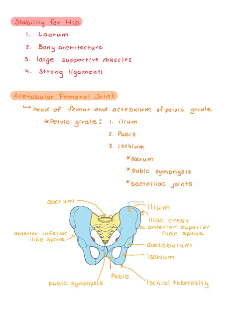 Solution Kinesiology And Anatomy Muscles Of Hip Joints Legs Pelvic