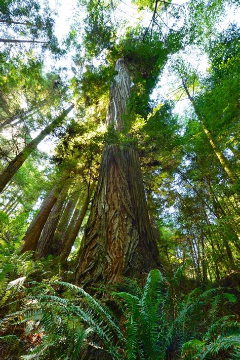 Big River Mendocino Old Growth Redwoods Save The