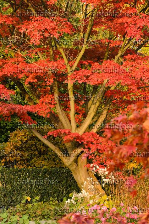 Image Japanese Maple Acer Palmatum Autumn Glory 501250 Images