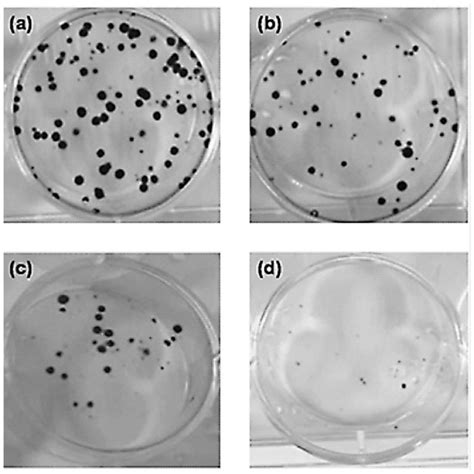 Colony Formation Assay For Mg 63 Cells A Control Group B