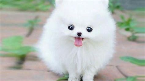 Teacup Pomeranian | Cute fluffy dogs, Cute baby animals, Cute animals