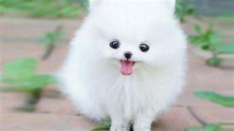 Teacup Pomeranian Pomeranian Puppy Teacup Pomsky Puppies Cute Puppies