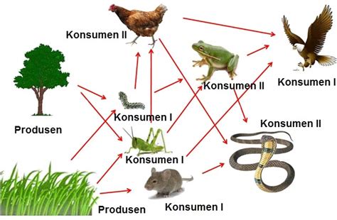 Rantai makanan di sawah akan terus terbentuk selama makhluk hidup penyusunnya ada. Pembelajaran 3 Tema 8 Subtema 2 Hubungan Makhluk Hidup ...