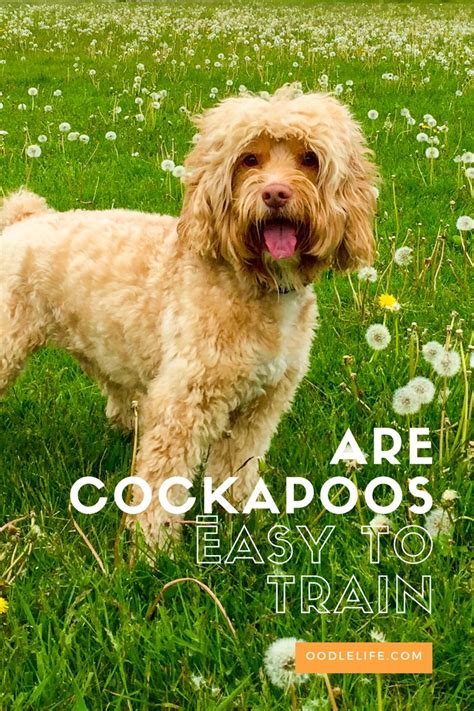 Are Cockapoos Easy To Train Tips For Fast Cockapoo House Training