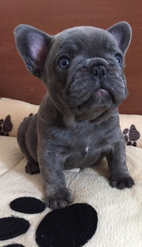 Common colored french bulldogs include cream french bulldogs, pied french bulldogs, black french bulldogs, and brindle french bulldogs. French bulldog puppies for sale in kingsport tn ...