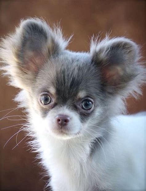 The body size and shape of a chihuahua is quite different between breeds. Pomeranian or long haired chihuahua puppy wanted ...
