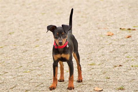 Miniature Pinscher Dog Breeds Facts Advice And Pictures Mypetzilla Uk