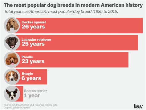 Americas Top Dog How The Most Popular Breeds Have
