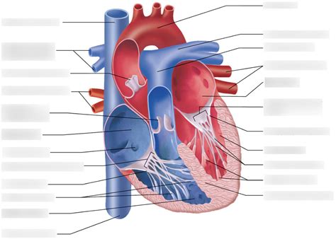 Heart Diagram Labeled