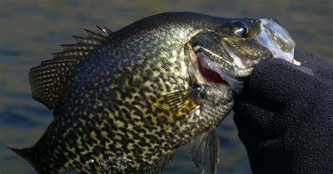 How To Catch Black Crappie In Se Massachusetts