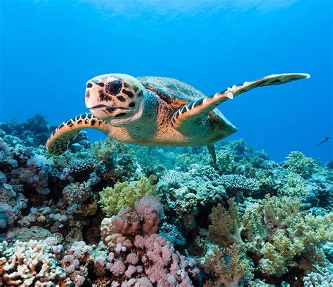 Timmy The Sea Turtle On A Tropical Coral Reef Photograph By Tamera