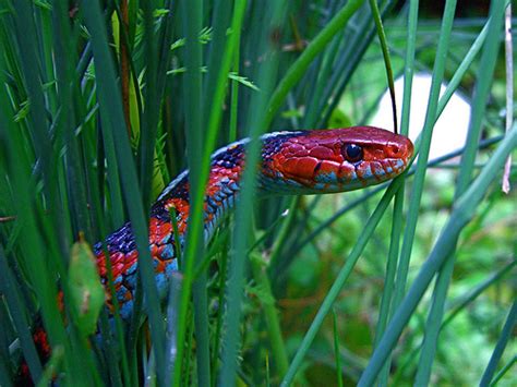 Amaizing Animal Facts Most Beautiful And Colorful Venomous Snakes Of The