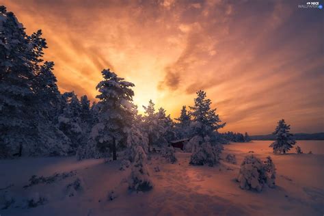 Forest Winter Viewes Great Sunsets Trees Snow Nice Wallpapers