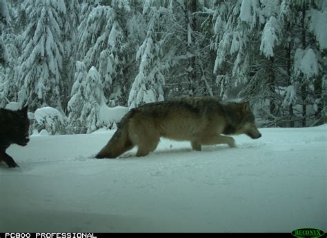 They are a north american species. Specific Wolves and Wolf Packs in Oregon - Indigo Pack